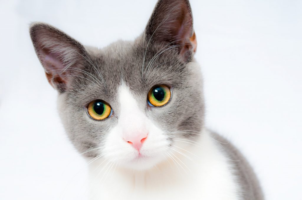 Adopter un chat adopter un chat conseils