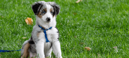 Les 10 indispensables quand on adopte ou acheter un chien