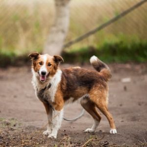 adopter un animal dans un refuge
