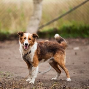 adopter un animal dans un refuge 