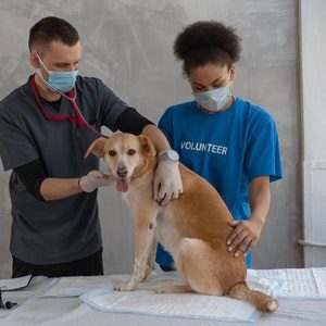 adopter un chat ou un chien dans un refuge ou une association