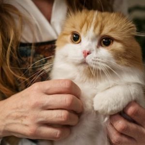 adopter un chat chez un particulier