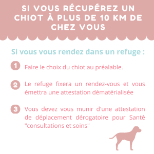 récupérer un chiot pendant le confinement