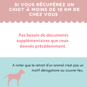 récupérer un chiot pendant le confinement