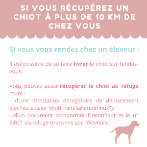 récupérer un chiot pendant le confinement