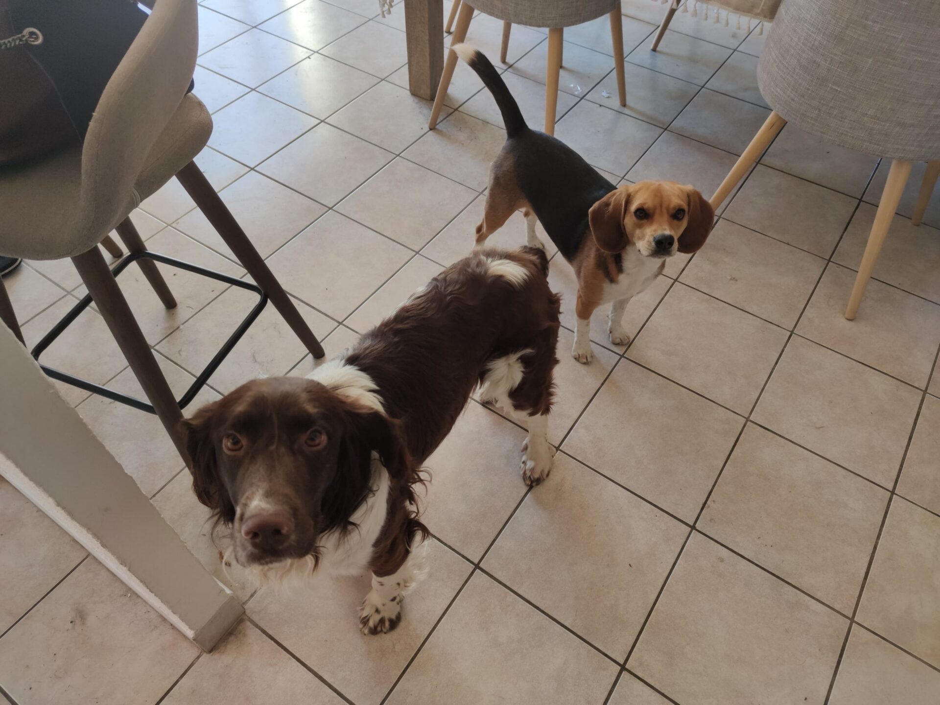 Chien Donner Chiot Donner Annonces De Refuges Et De Particuliers