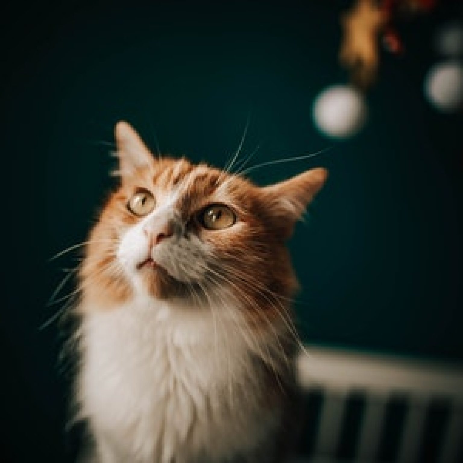 quel lettre pour les chat en 2021