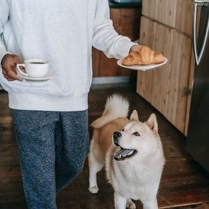 aliment toxique chien
