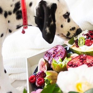 aliment toxique chien