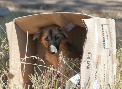 chien abandonné