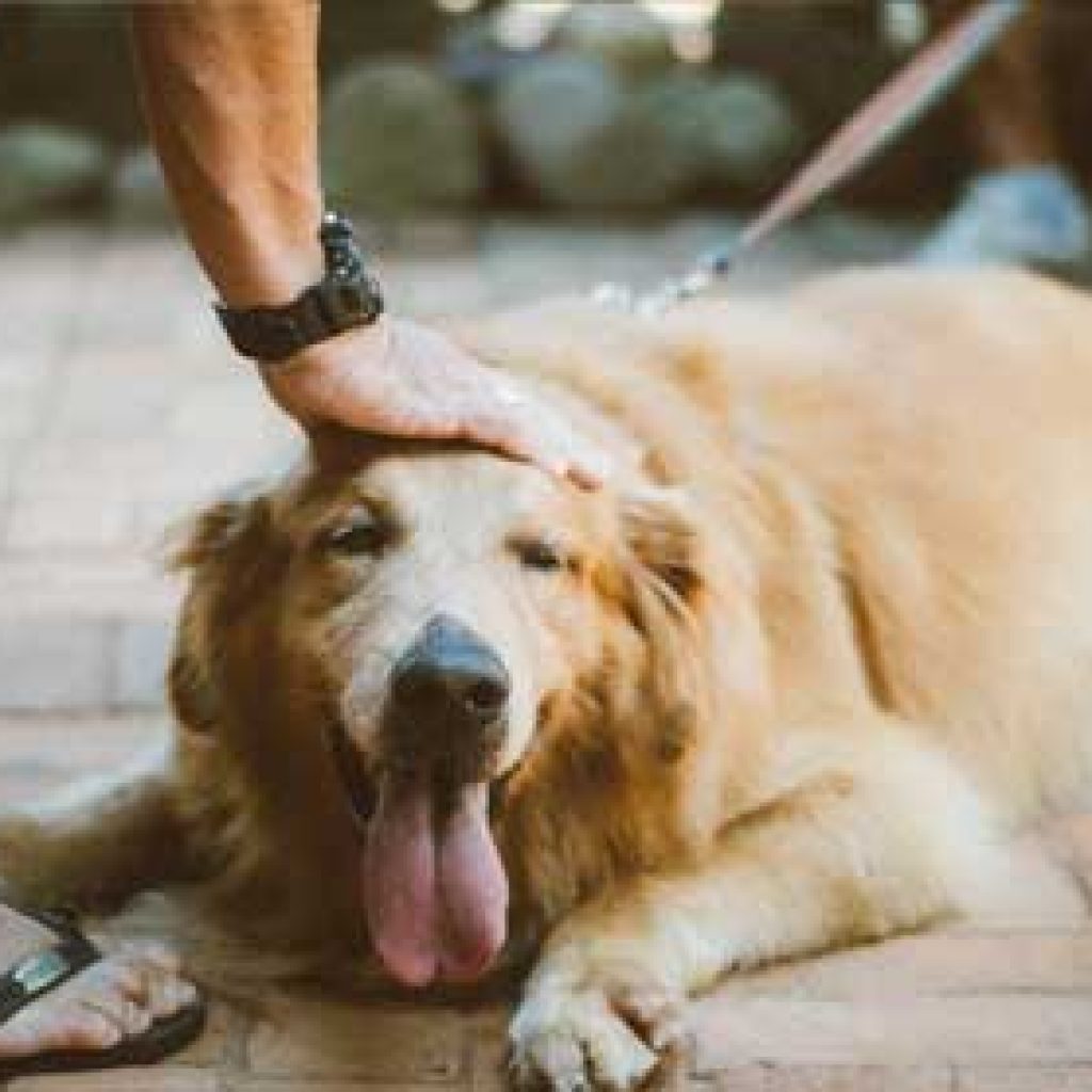 chien à donner