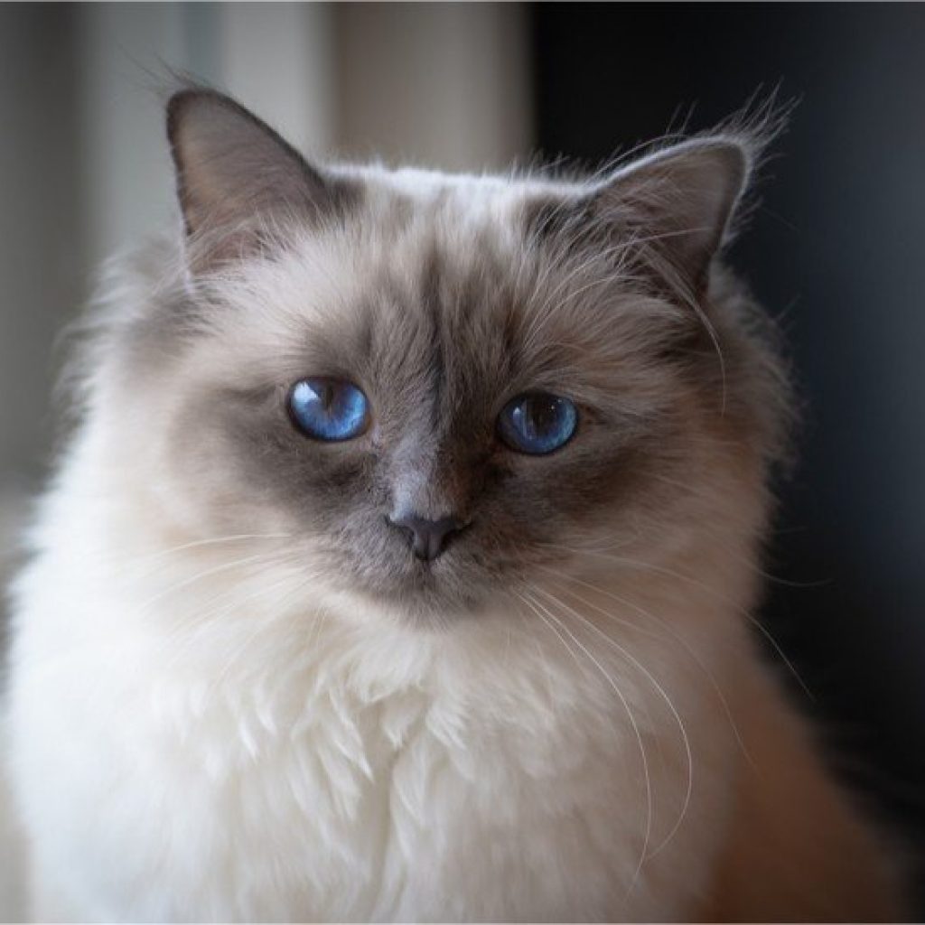 Adopter un sacré de Birmanie