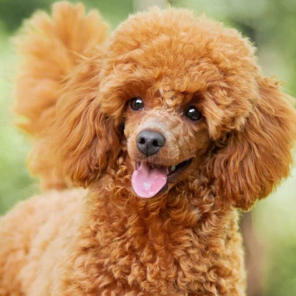 races chiens intelligentes