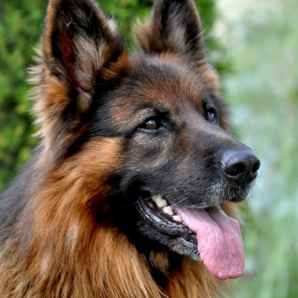 races chiens intelligentes