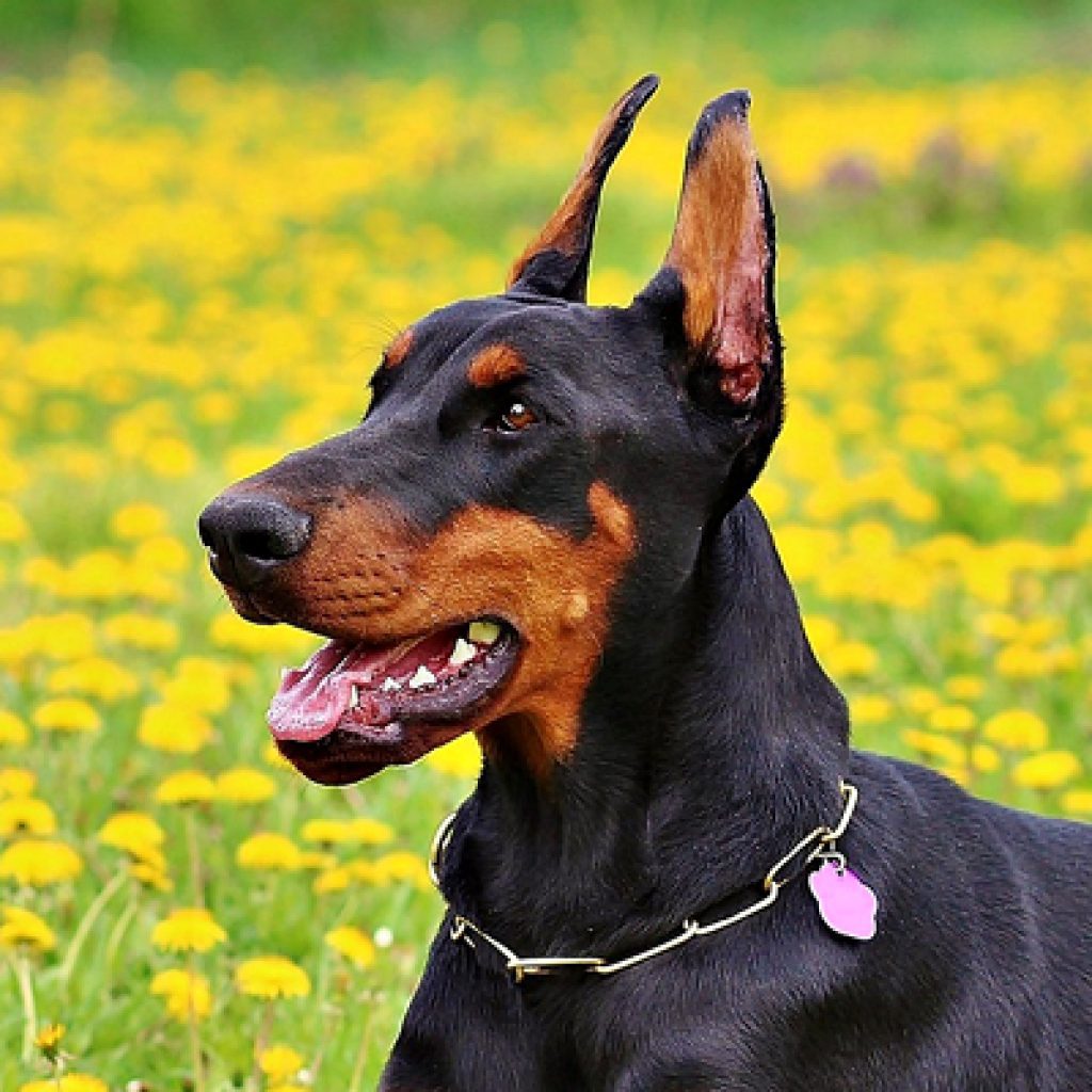 races chiens intelligentes