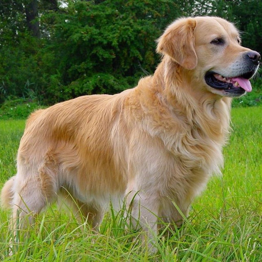 races chiens intelligentes