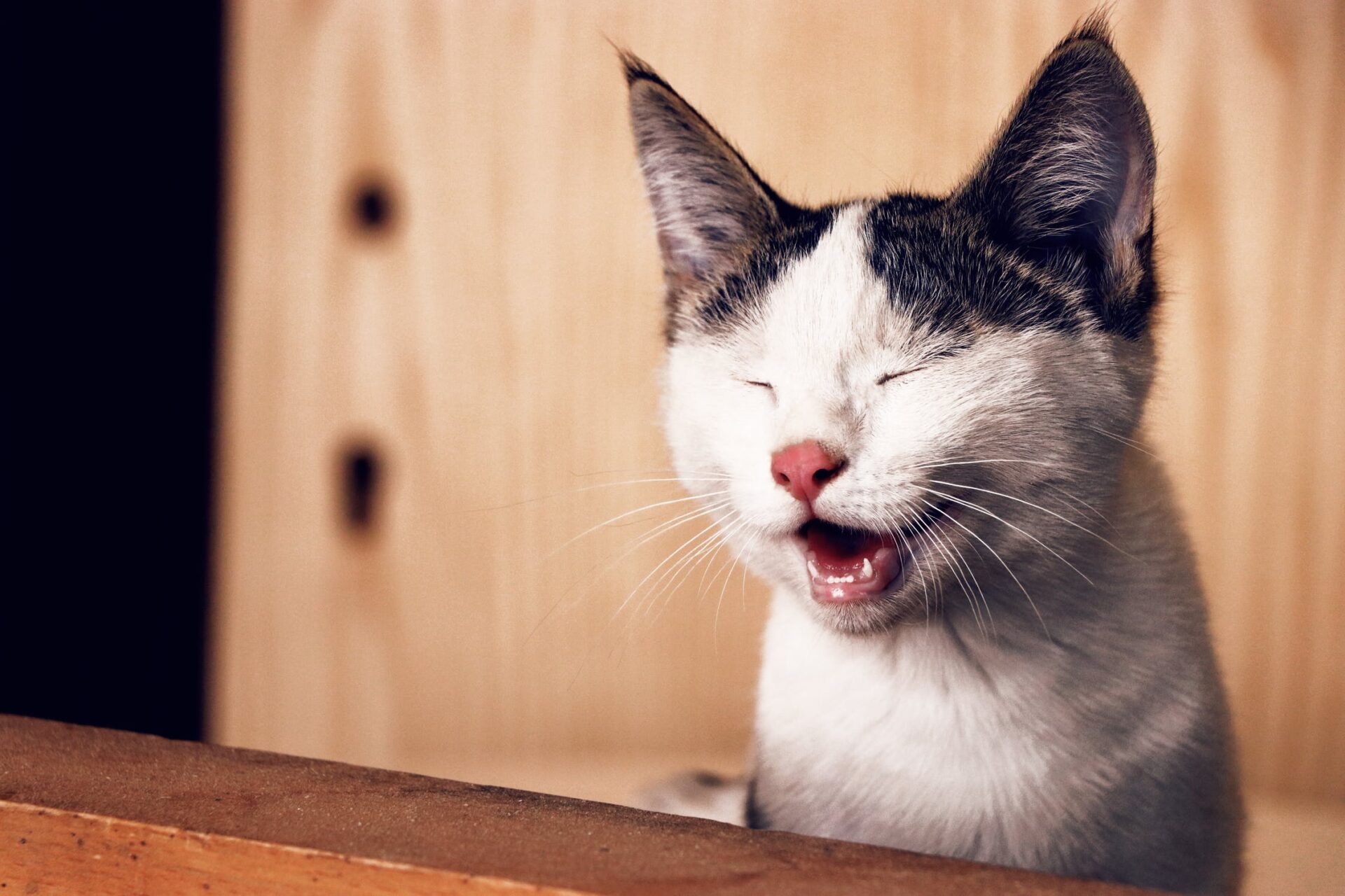 Pourquoi Mon Chaton Miaule T Il Tout Chat Tout Chien