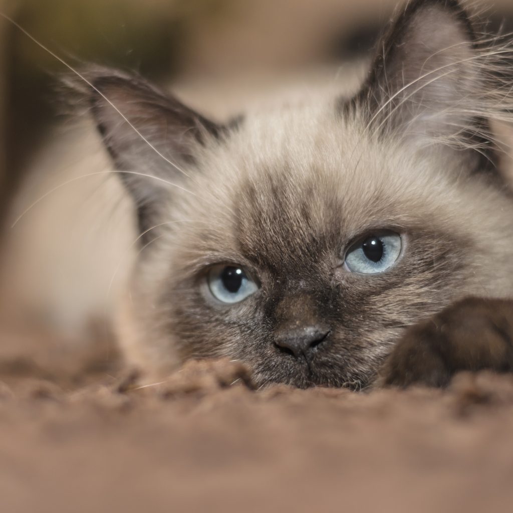 Pourquoi mon chaton miauletil ? TOUT CHAT TOUT CHIEN