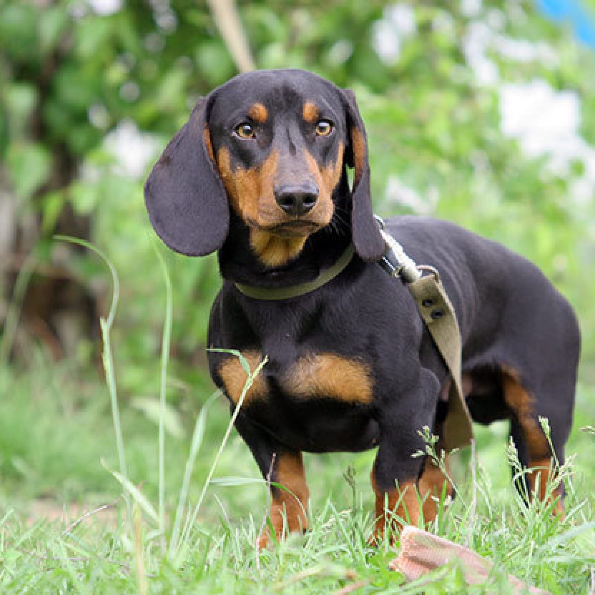 Chien De Petite Taille A Adopter Gratuitement Pres De Libourne