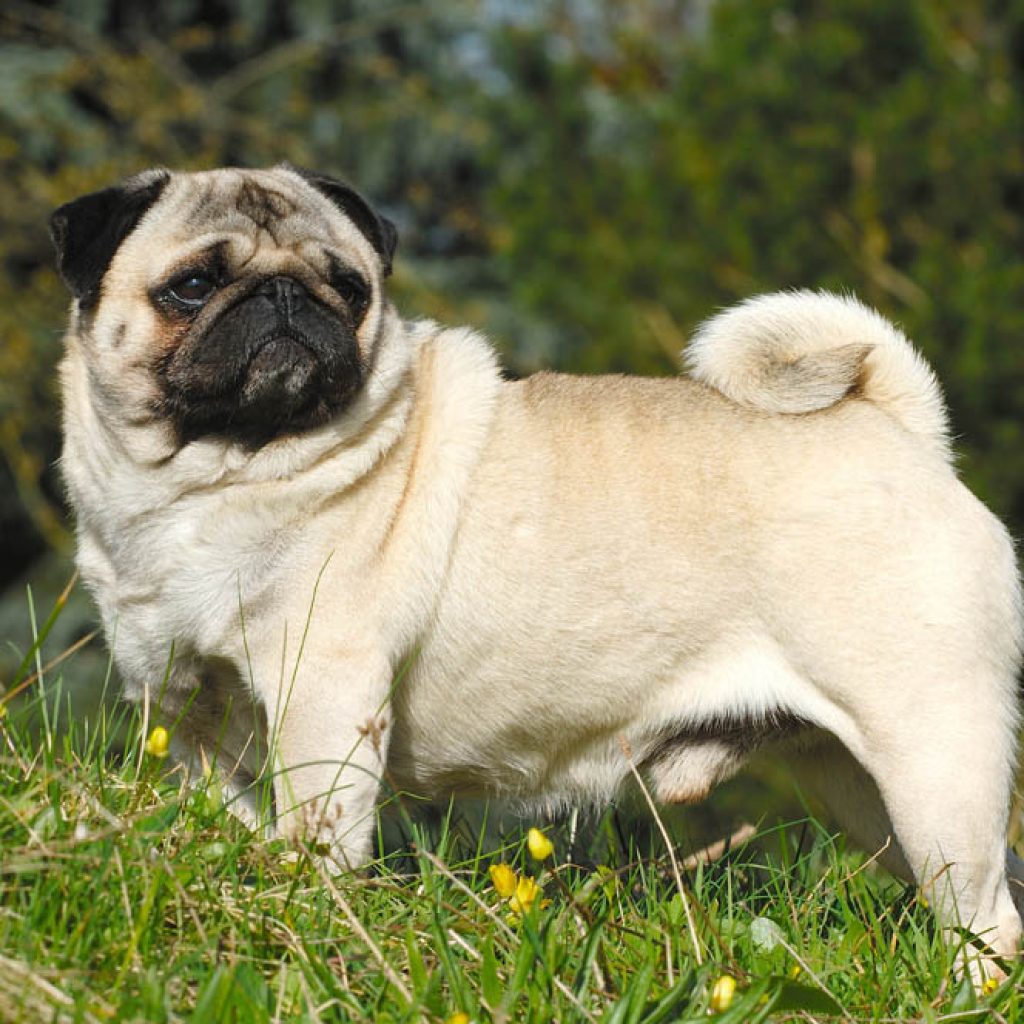 chiens de petites tailles à adopter 