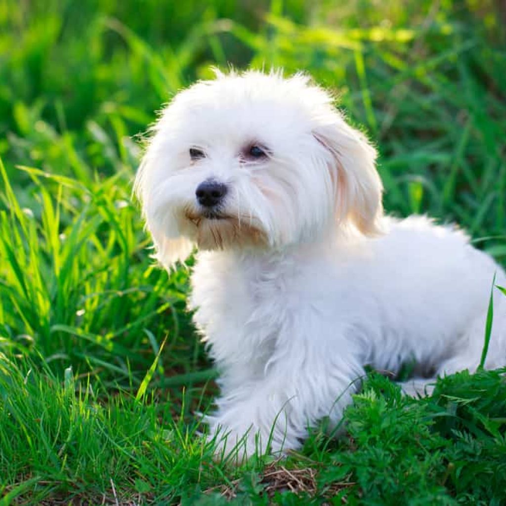 Chiens De Petites Tailles Adopter Vous Allez Craquer Chiens De Petites Tailles Adopter Vous Allez Craquer