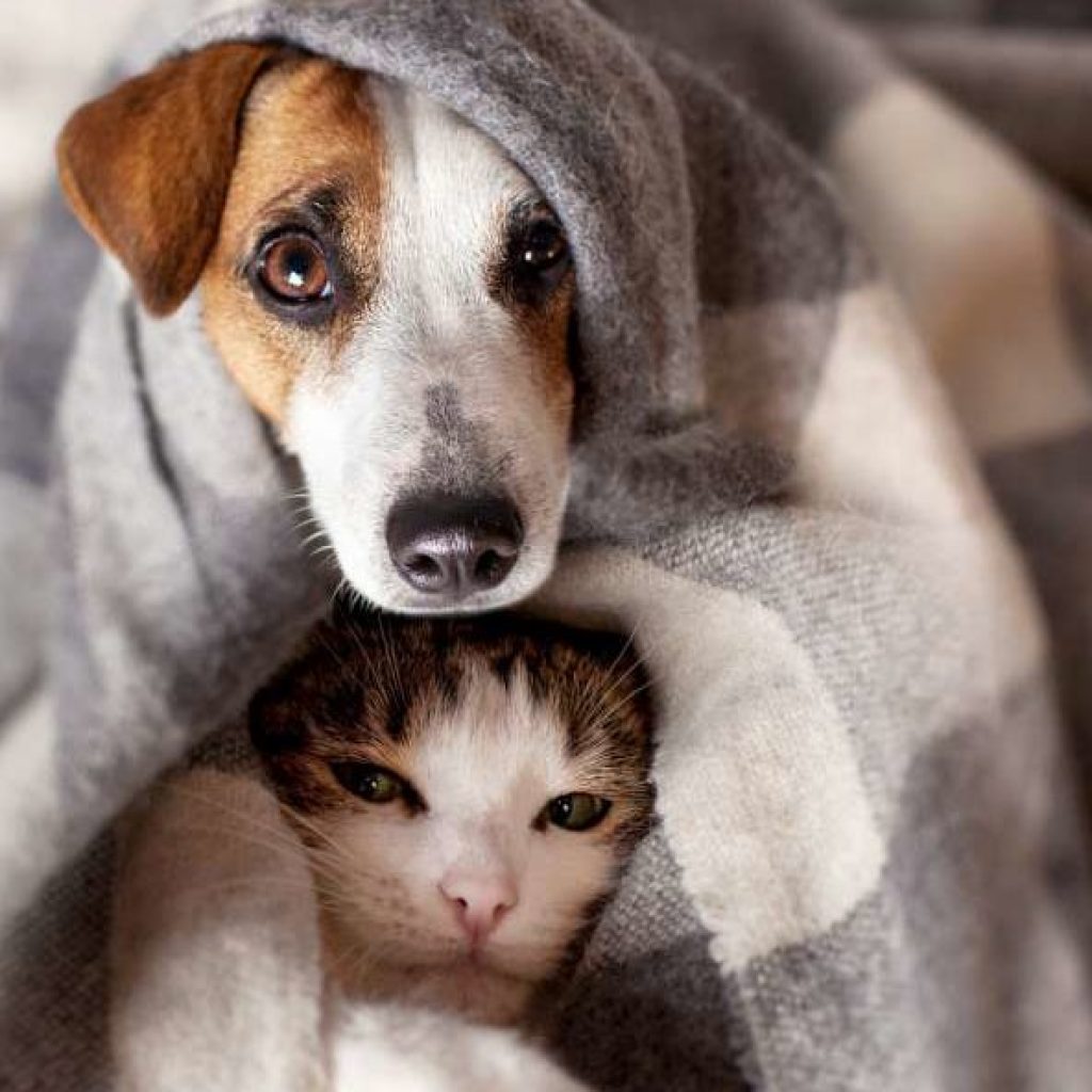 faire cohabiter chien chat