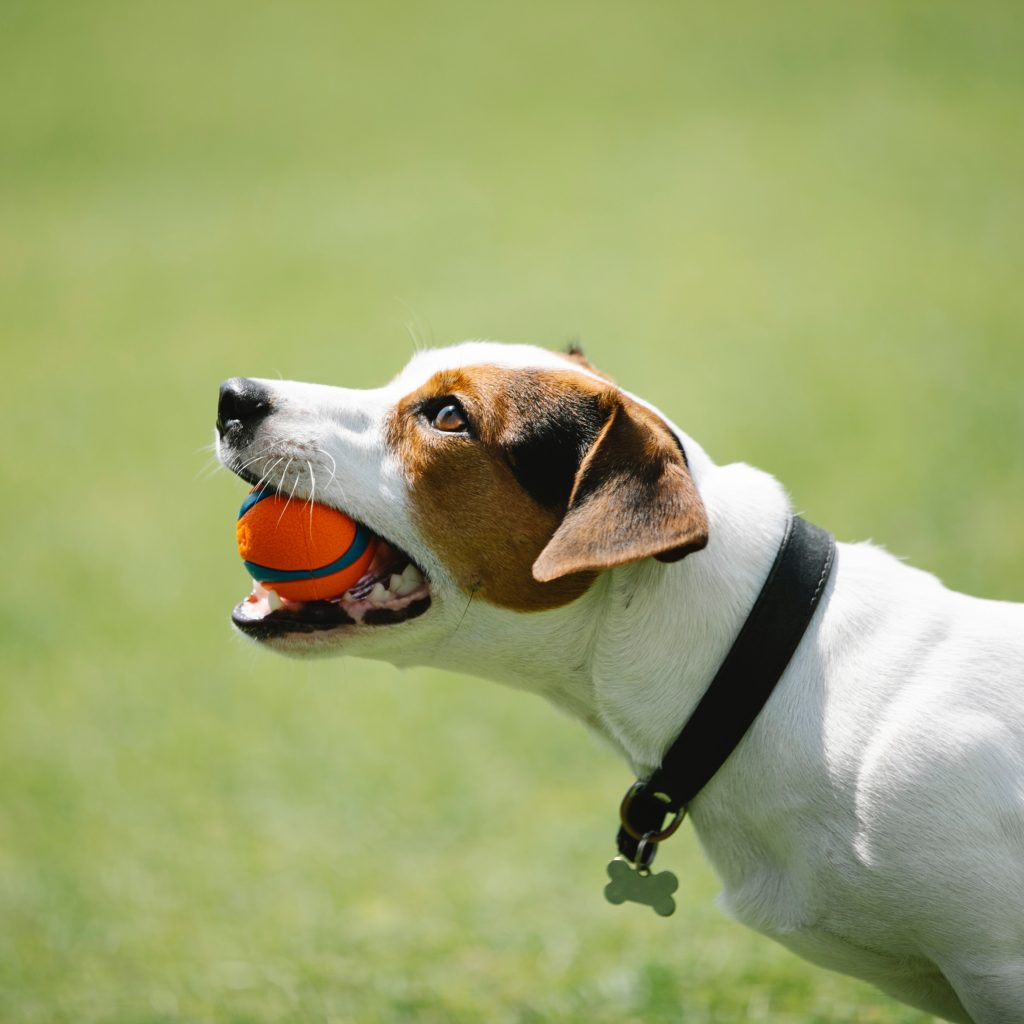 jack russel à adopter