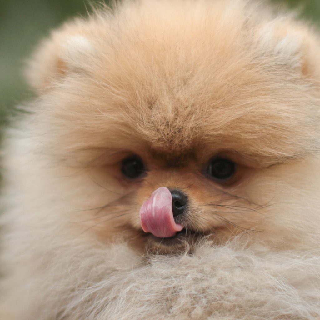 chiens de petites tailles à adopter