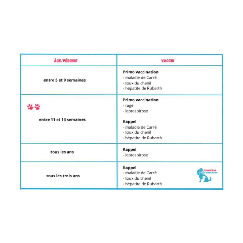 vaccination chien 