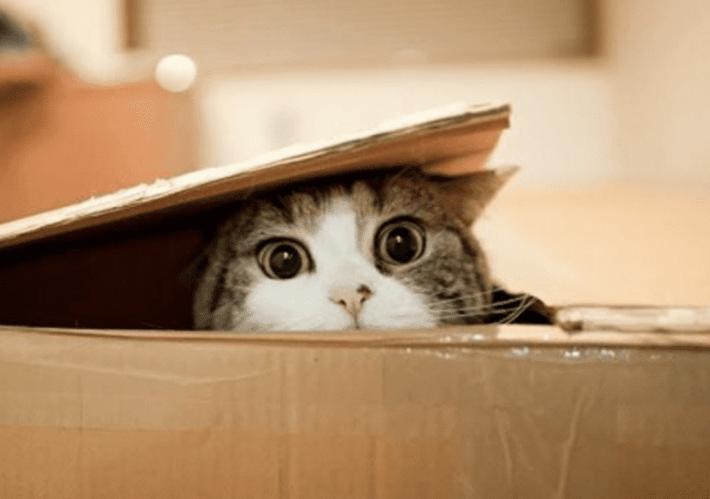 jouets préférés chats