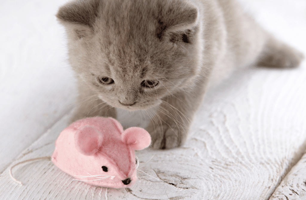 jouets préférés chats