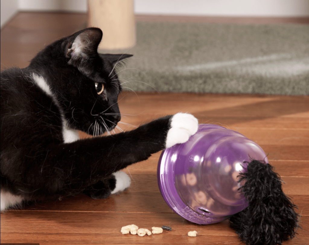 jouets préférés chats