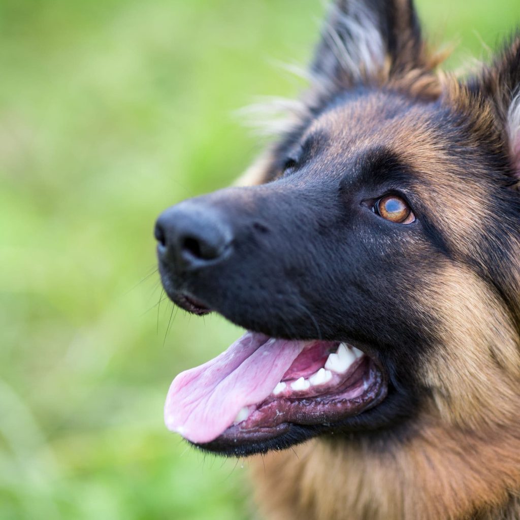 adopter-un-berger-allemand