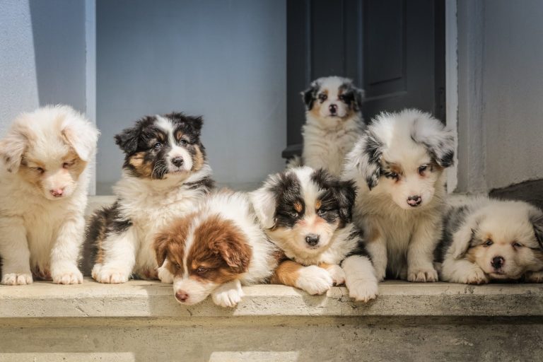 le guide de l'adoption - adopter un chien