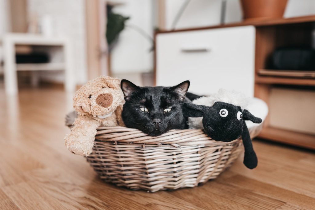 jouets préférés chats