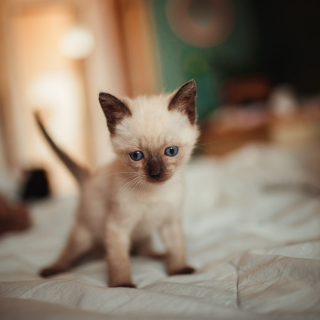 Quand donner son chaton ? TOUT CHAT TOUT CHIEN