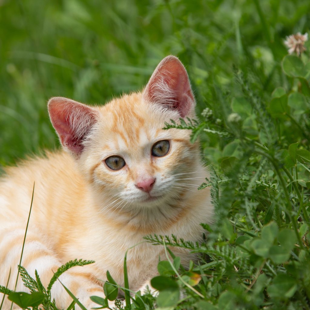 Quand donner son chaton 