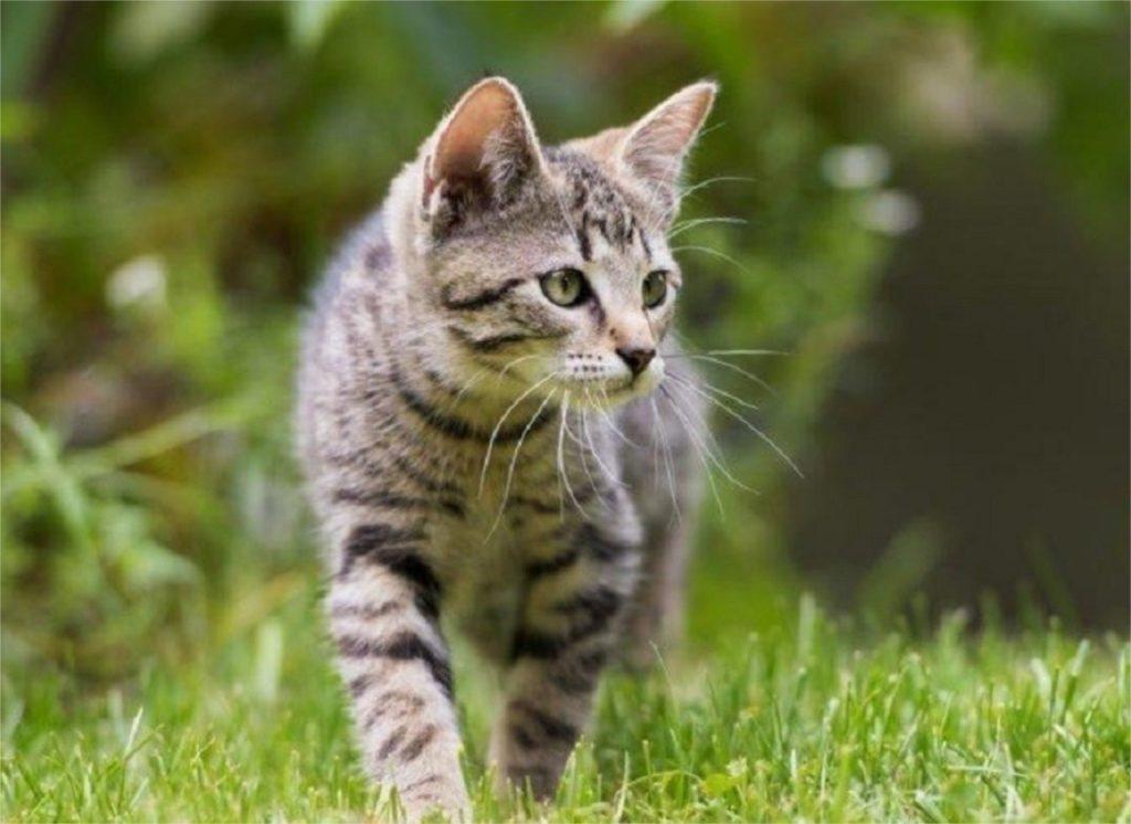 Raffraichir son chat