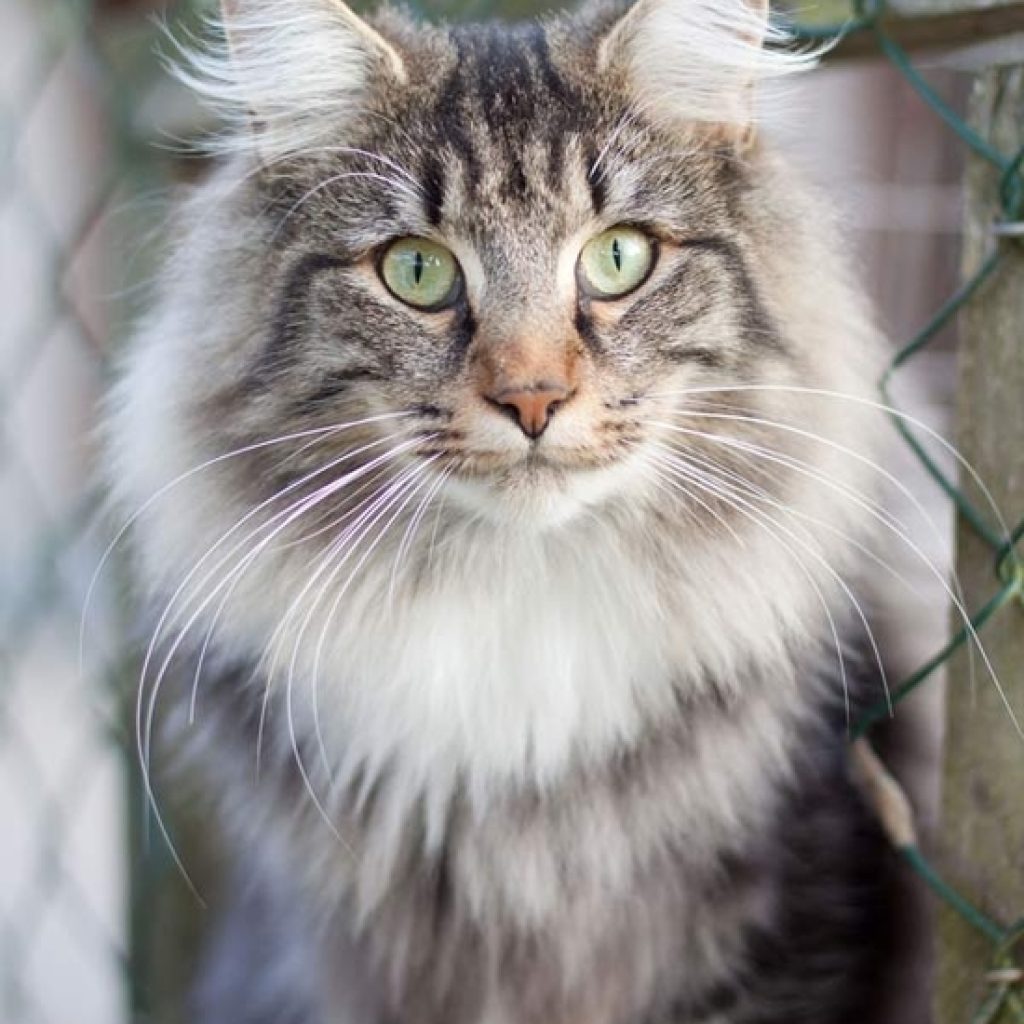 Quel chat pour une personne âgée