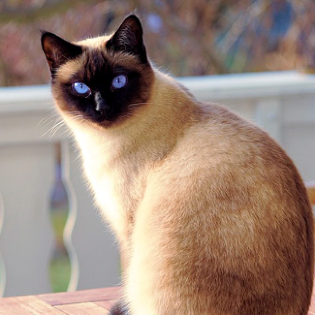 Quel chat pour une personne âgée