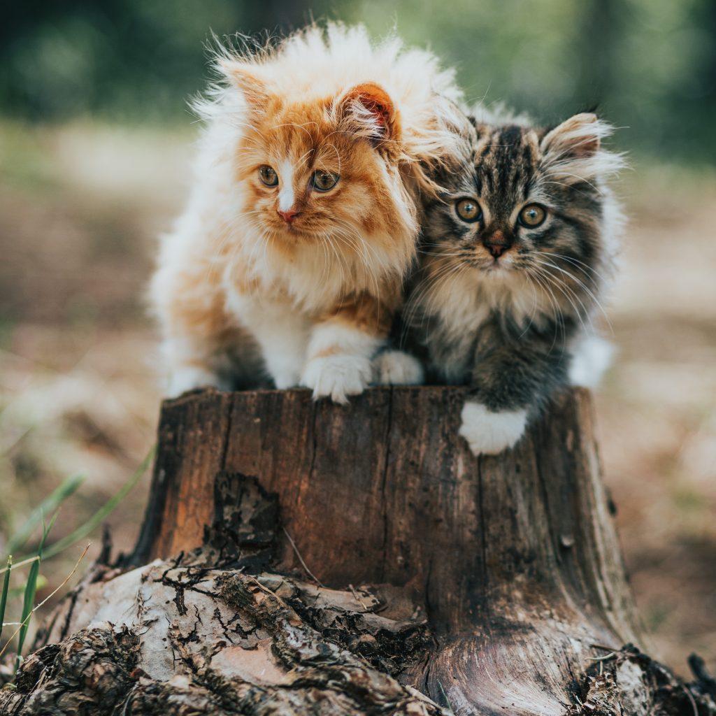 10 idées reçues sur les chats