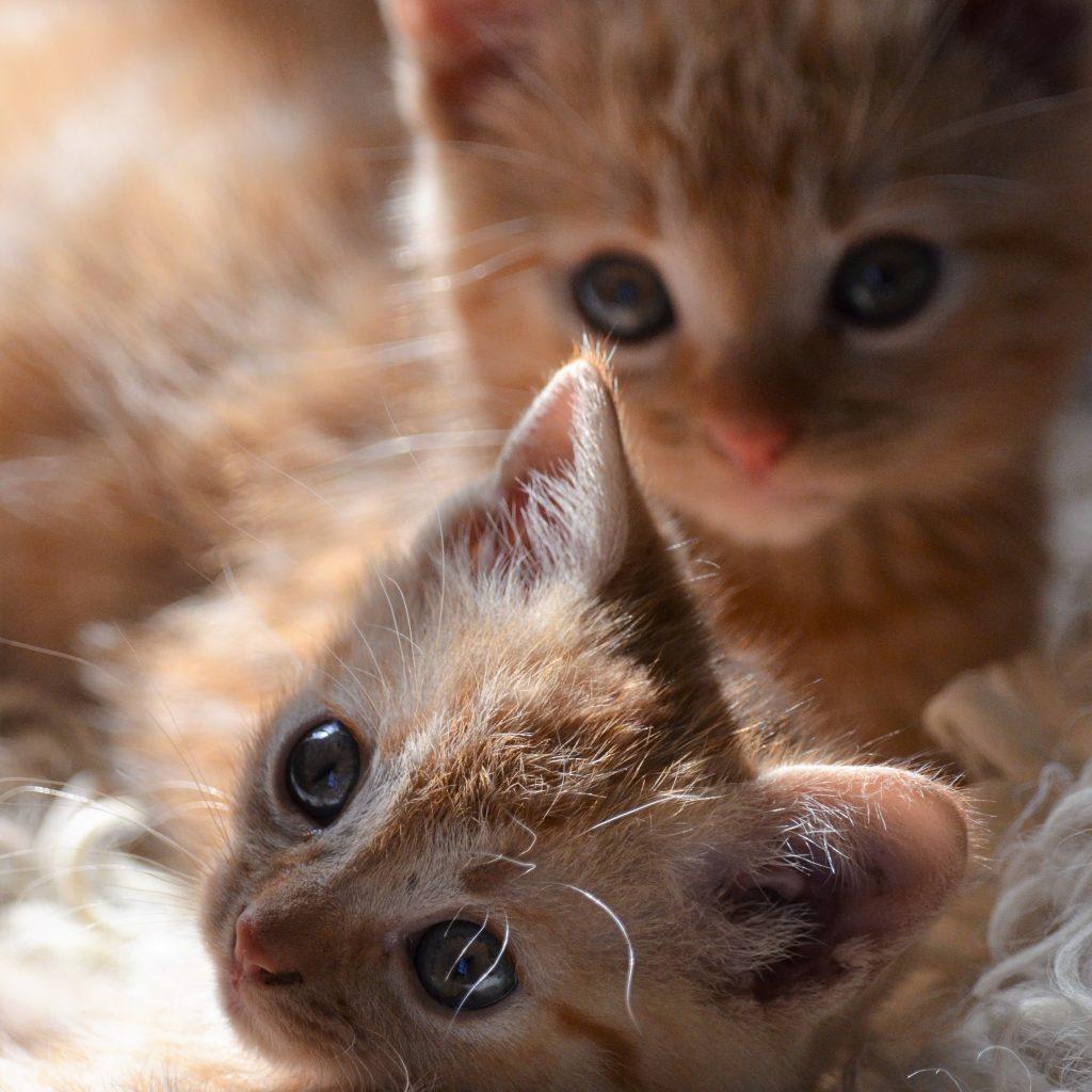 10 idées reçues sur les chats