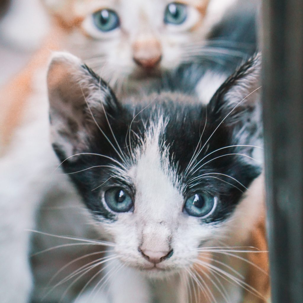 10 idées reçues sur les chats