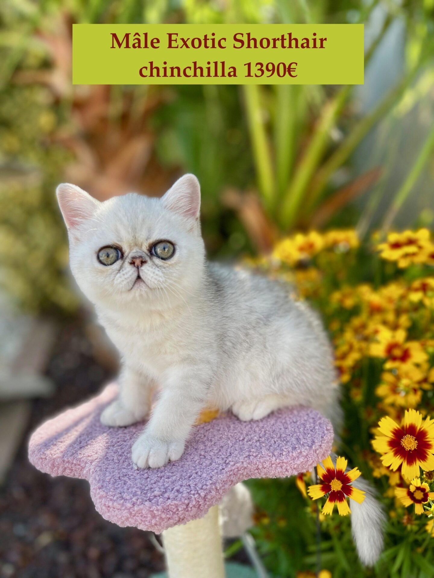 Chatons Exotic Shorthair Et Persan Silver Et Chinchilla Yeux Verts Adultes Tout Chat Tout Chien