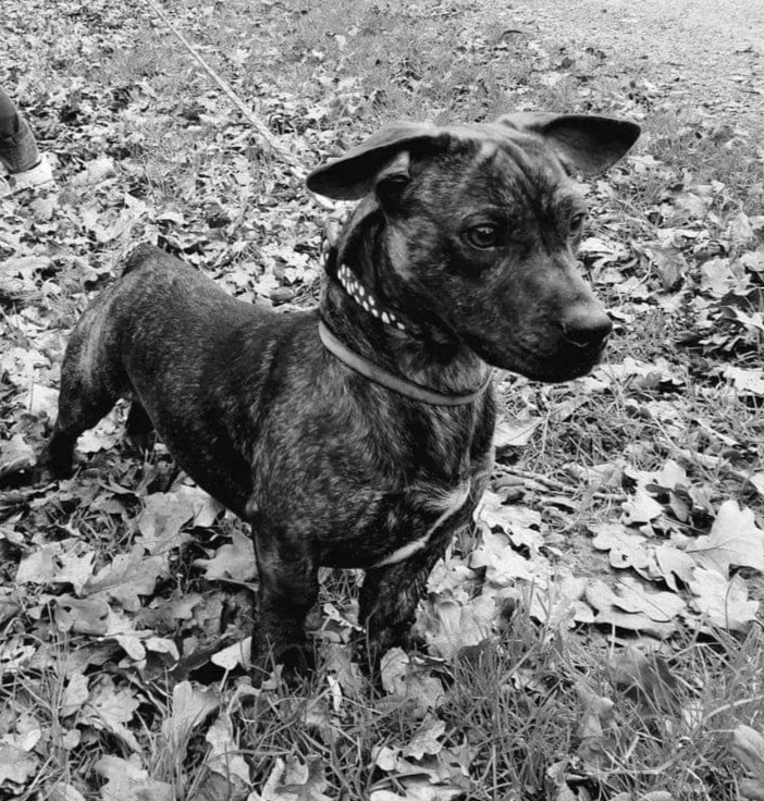 Croisé Teckel Bouledogue TOUT CHAT TOUT CHIEN