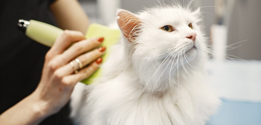 Se former au toilettage pour chat