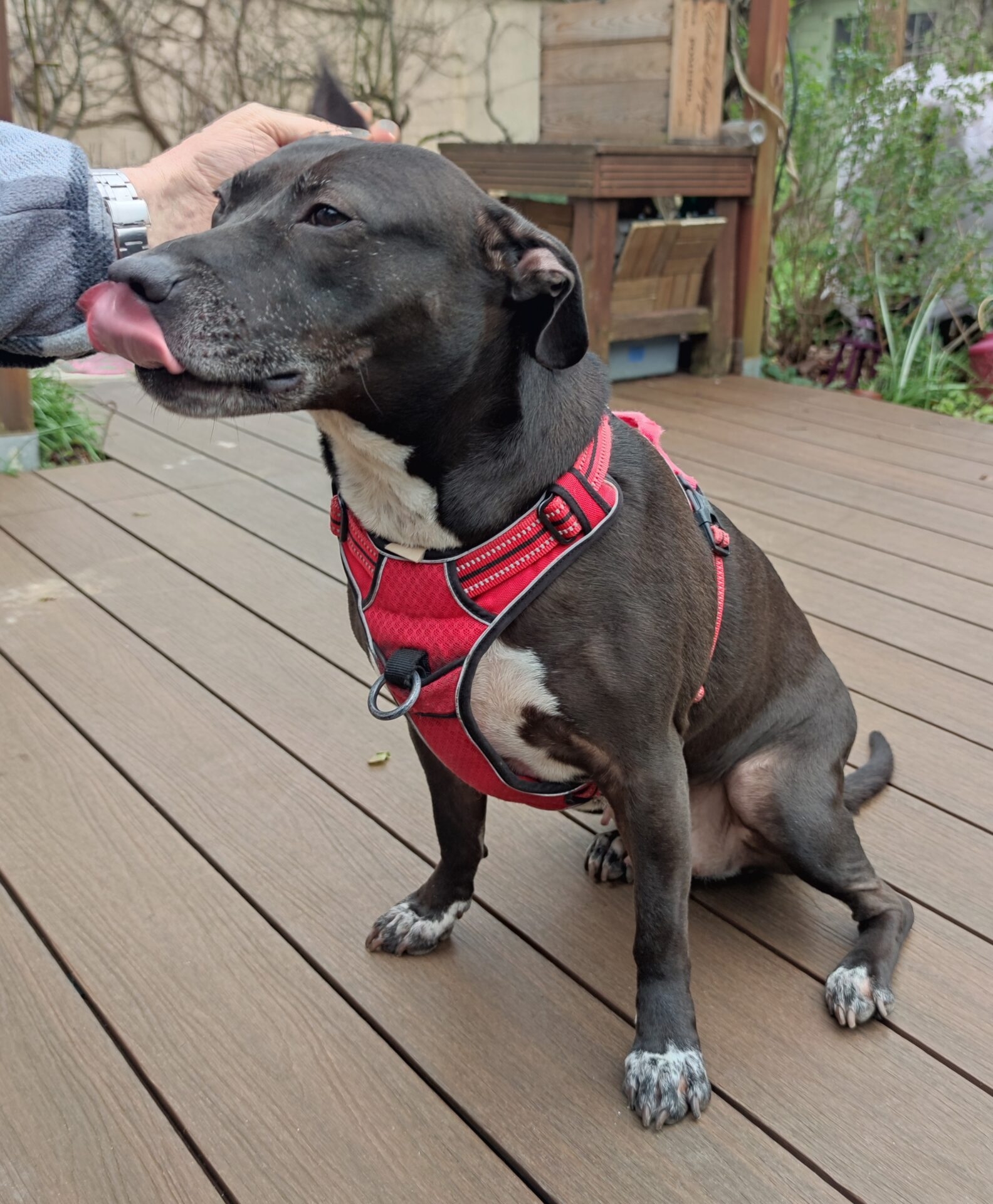 Nala 7 ans chercher famille aimante