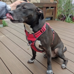 Nala 7 ans chercher famille aimante