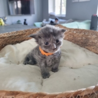 Chatons Maine Coon LOOF à réserver
