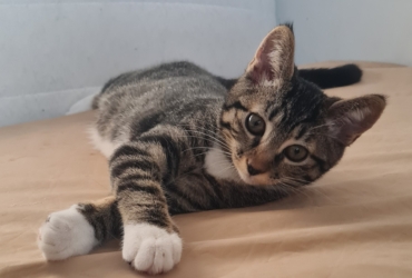 Chaton disponible à la réservation